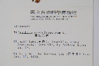 假海馬齒藏品圖，第2張