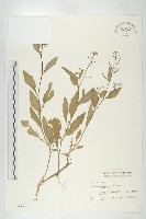 葶藶藏品圖，第1張