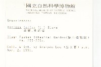 葶藶藏品圖，第2張