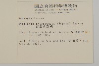 阿里山繁縷藏品圖，第2張
