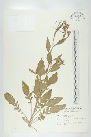 葶藶藏品圖，第1張