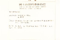 山萵苣藏品圖，第2張