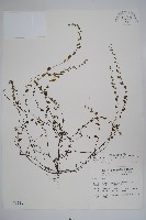 細纍子草藏品圖，第1張