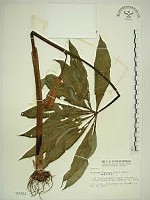 臺灣天南星藏品圖，第1張