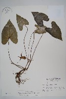 薄葉細辛、尾花細辛藏品圖，第1張