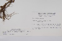 薄葉細辛、尾花細辛藏品圖，第2張