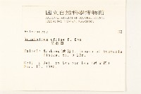 鼠麴草藏品圖，第2張