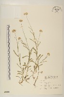 鼠麴草藏品圖，第1張