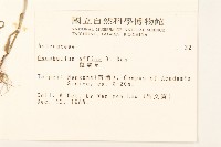 鼠麴草藏品圖，第2張