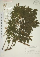 臺灣欒樹藏品圖，第1張