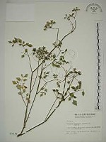 水芹菜藏品圖，第1張