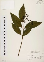 黑星紫金牛藏品圖，第1張