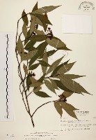 中華石楠藏品圖，第1張