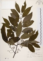 土肉桂藏品圖，第1張