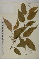 佩羅特木藏品圖，第1張