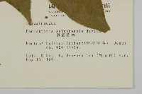 佩羅特木藏品圖，第2張