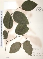 風藤藏品圖，第1張