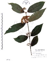 杜虹花，台灣紫珠藏品圖，第1張
