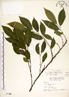 菲律賓榕藏品圖，第1張