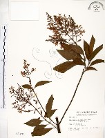 水金京藏品圖，第1張