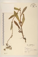 臺灣山苦苣藏品圖，第1張