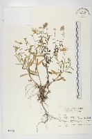 臺灣狗娃花藏品圖，第1張