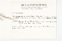 臺灣狗娃花藏品圖，第2張