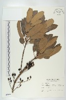 薄葉虎皮楠藏品圖，第1張