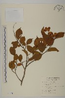 雷公藤藏品圖，第1張