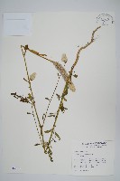 青葙藏品圖，第1張