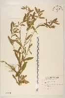 野茼蒿藏品圖，第1張