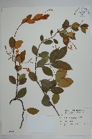 細梗絡石藏品圖，第1張