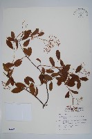 酸藤藏品圖，第1張