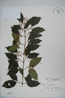 呂宋莢迷藏品圖，第1張