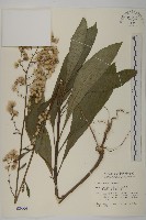 走馬胎藏品圖，第1張