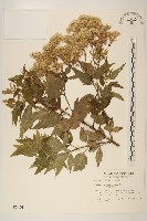 臺灣澤蘭藏品圖，第1張