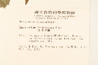 臺灣澤蘭藏品圖，第2張