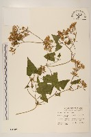 蔓澤蘭藏品圖，第1張