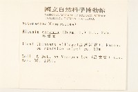 蔓澤蘭藏品圖，第2張