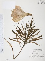 臺灣百合藏品圖，第1張