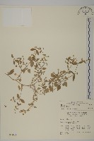 牛繁縷藏品圖，第1張