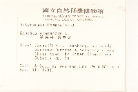 苦滇菜、苦菜藏品圖，第2張