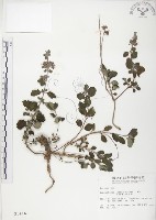 灰葉蕕藏品圖，第1張