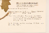 黃花三七草藏品圖，第2張