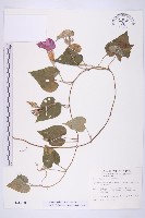 銳葉牽牛藏品圖，第1張