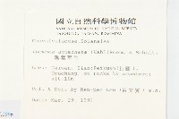 銳葉牽牛藏品圖，第2張