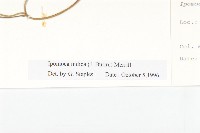 銳葉牽牛藏品圖，第3張