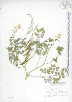 臺灣黃菫藏品圖，第1張