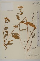 山白蘭藏品圖，第1張