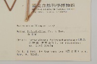 山白蘭藏品圖，第2張